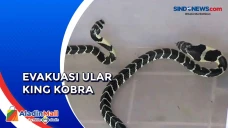 Dua Anak Ular King Kobra...