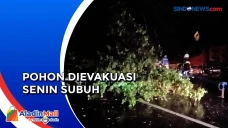Pohon Tumbang Tutup...