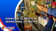 Ukuran Cukup Besar,...