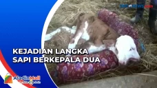 Sapi Berkepala Dua Lahir...