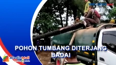 Pohon Cemara Timpa Mobil...