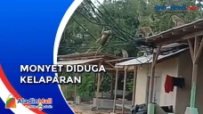 Kawanan Monyet Liar...