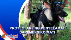Proteo, Anjing Heroik...