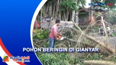 Dahan Pohon Beringin...
