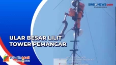 Viral, Ular Sanca 3...