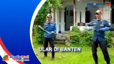 Petugas Damkar Tangkap...