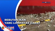 Terungkap Penyebab Fenomena...