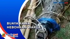 Heboh Kemunculan Buaya...