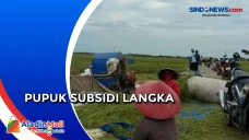Hasil Panen Padi Turun...