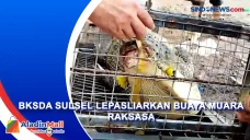 BKSDA Sulsel Lepasliarkan...