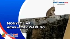 Diduga Kelaparan, Kawanan...