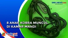 Ngeri! 8 Anak Ular Kobra...