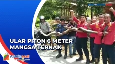 Ular Piton Sepanjang...