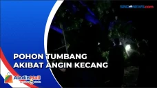 Pohon Tumbang Timpa...