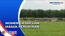 Momen Gajah Liar Masuk...