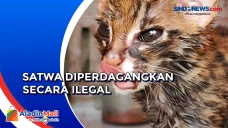 Hendak Diperdagangkan...