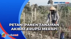 Erupsi Gunung Merapi,...