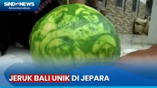 Viral! Jeruk Bali di...