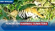 Heboh! Harimau Sumatera...