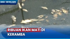 Ribuan Ikan Mati dalam...