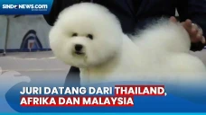 Ratusan Anjing Adu Kecantikan...