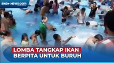 Lomba Tangkap Ikan Berpita,...