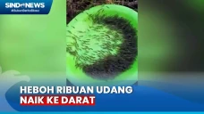 Viral, Ribuan Udang...