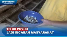 Imbas Harga Telur Ayam...