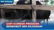 Ini Dia Markoseng Sapi...