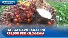 Harga Sawit Naik Turun...