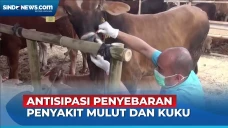 Sudin KPKP Periksa Hewan...