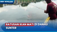 Viral, Ratusan Ikan...