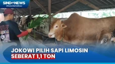 Jokowi Pilih Sapi Limosin...