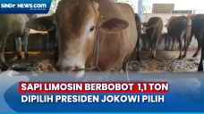 Sapi Limosin Berbobot...