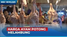 Harga Ayam Potong di...