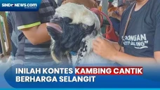 Ratusan Kambing Berharga...