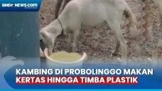 Heboh! Kambing di Pulau...