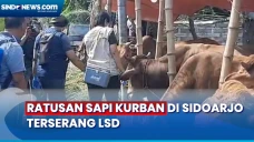 Jelang Idul Adha, Ratusan...