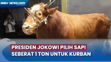 Berbobot 1 Ton, Sapi...