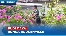 Budi Daya Bunga Bougenville,...