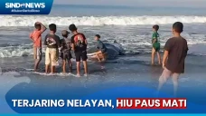 Hiu Paus Mati di Pantai...
