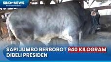 Sapi Jumbo Seharga Rp85...