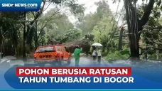 Pohon Raksasa Tumbang...