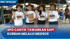 Tawarkan Sapi Kurban,...