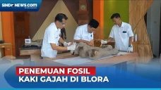 Wow! Intip Fosil Kaki...
