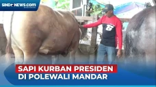 Perlakuan Khusus Sapi...