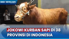 Jokowi Kurban Sapi ke...