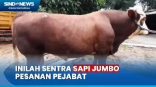 Mengintip Sentra Sapi...