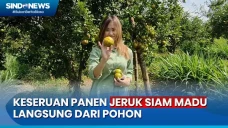 Asyiknya Panen Buah...