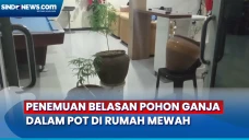 Ganja Ditanam dalam...
